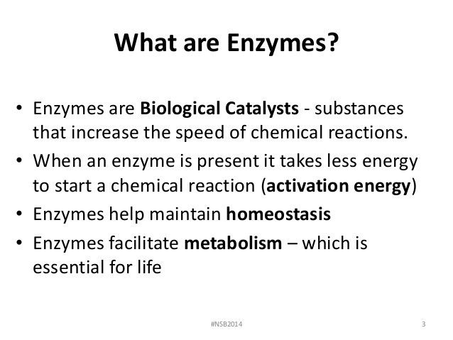 Enzymes lab report